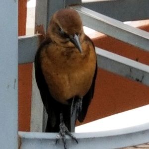 Meet your Posher, Carol